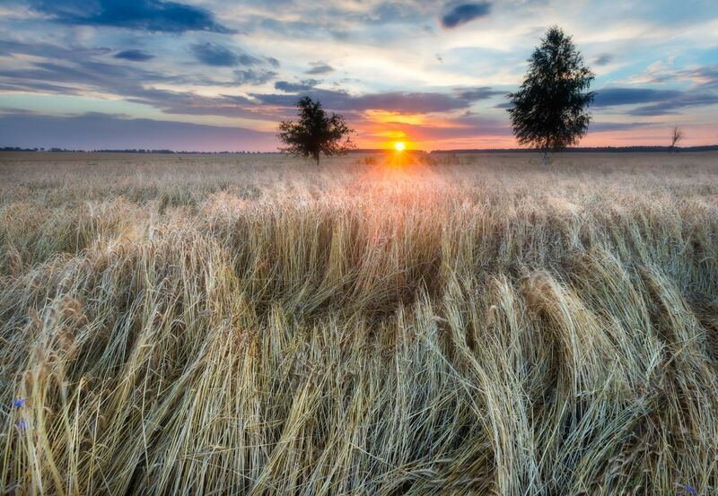 Wheat Futures Close Mostly Higher on Monday