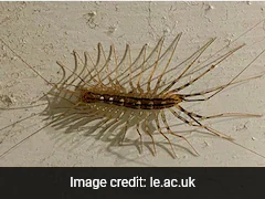 UK University Professor Finds Extremely Rare, Venomous Centipede In Toilet