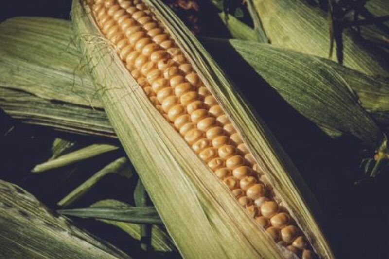 Corn Futures Rallying through Midday