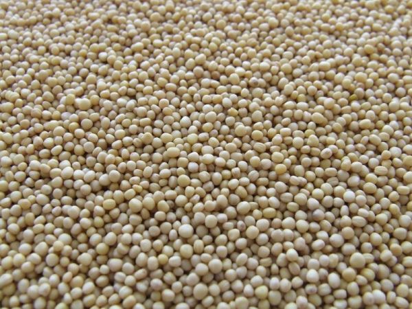 Soybeans Down by 1.5% at Midday