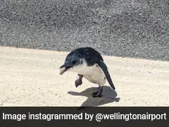 Penguin Found At New Zealand Airport Just Before Takeoff: "Unusual Little Visitor"