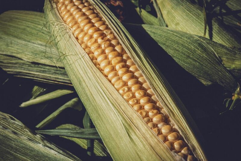 Corn Futures Falling through Monday