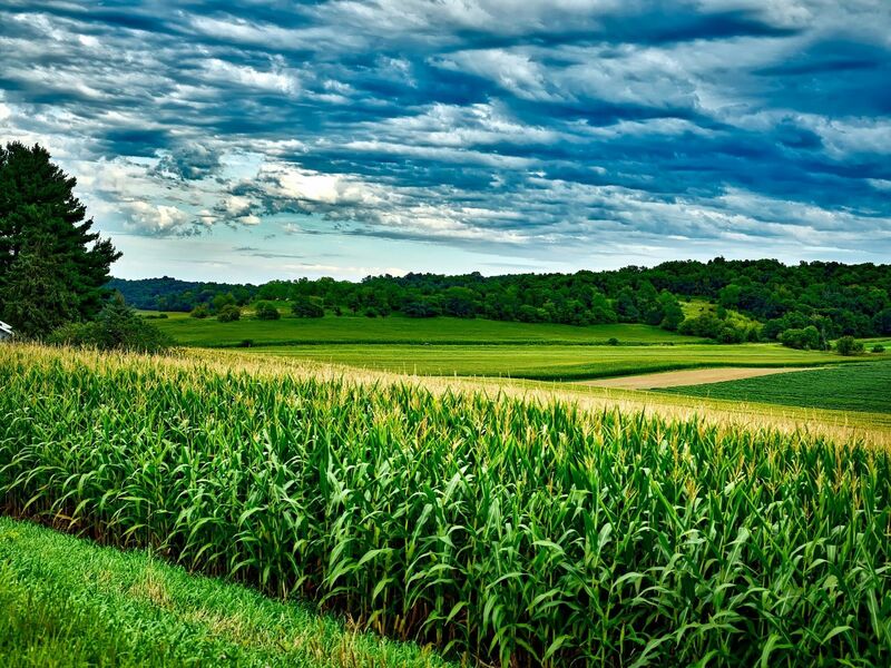 Monday Corn Market Closes Red