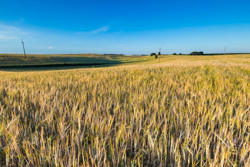 Wheat Falls Alongside Corn and Soybeans