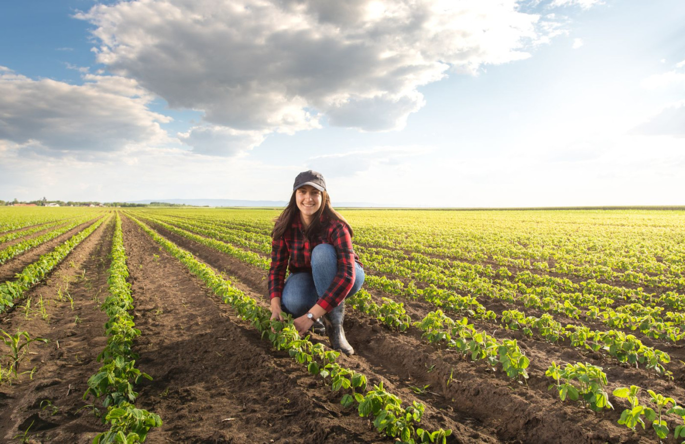 Soybeans Rally  20c On Tuesday