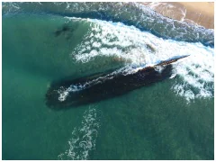 Watch: Centuries-Old Shipwreck Washes Up On Canadian Coast, Sparks Mystery