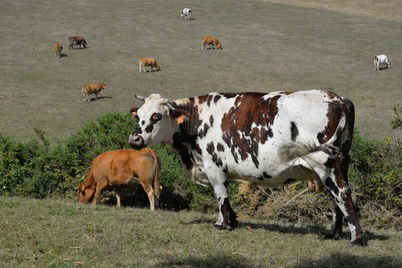 Mixed Cattle Market at Midday