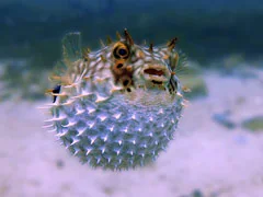 Brazil Man Dies After Eating Poisonous Pufferfish Given As A Gift