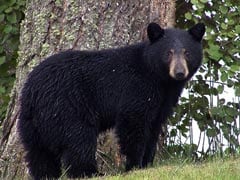 Swiss Man Cuts Off Arm With Pocket Knife To Escape Bear Attack In Thailand Zoo