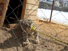 Rare Snow Leopard Captured In Afghanistan After Livestock Killings