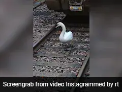 Watch: Swan, Owned By King Charles, Blocks Train Tracks In London