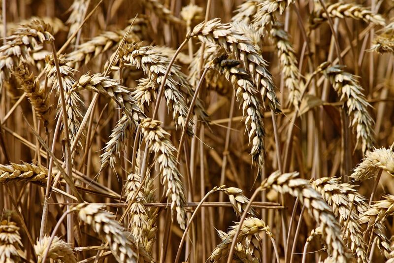 Wheat Closed Weaker on Monday