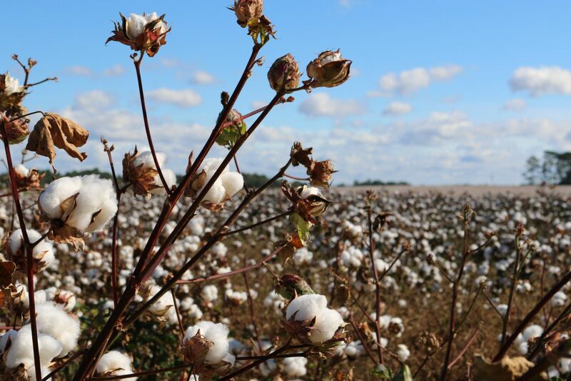 Cotton Closes Spread on Monday