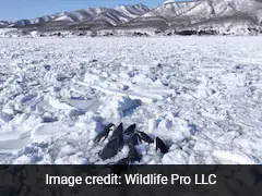 Pod Of Orca Whales Trapped In Sea Of Ice Off Japan's Coast, Officials Say They Have "No Choice But To Wait"