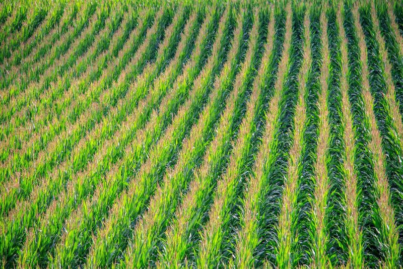  Releases Initial South American Crop Production Forecasts