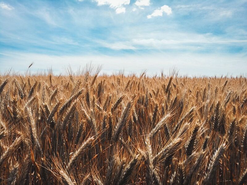 Wheat Futures Down 2% on Thursday