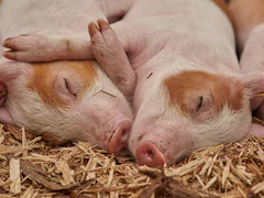 From Bartending To Pampering Pigs: French Barmaid Becomes A Pig Pedicurist