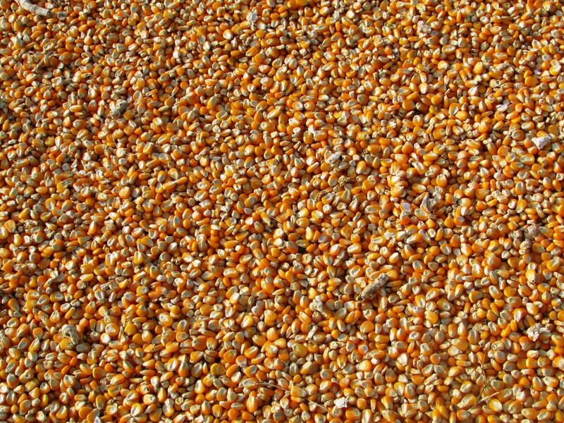 Grain Markets Digest Today's USDA Report