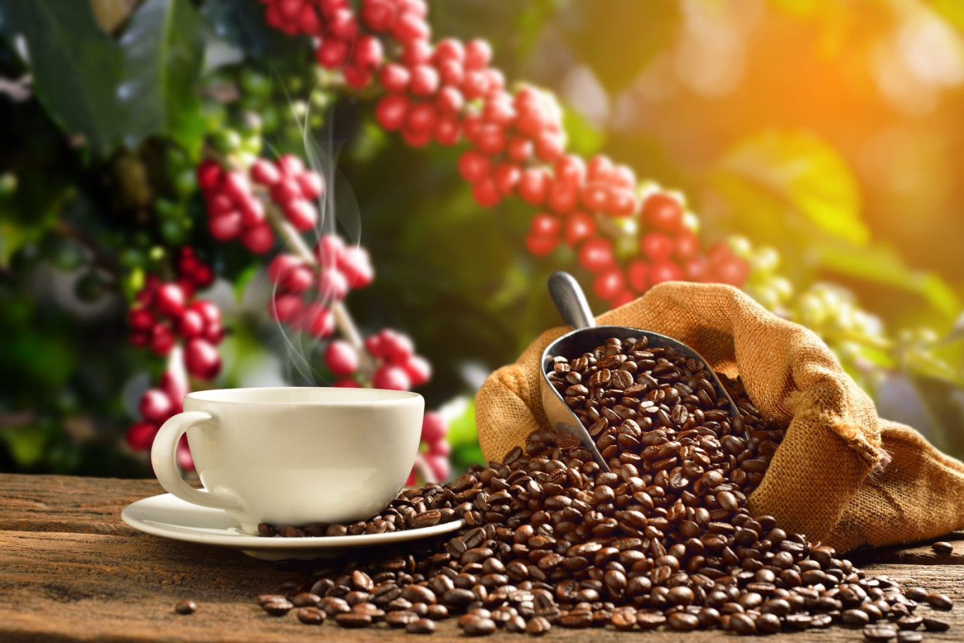 Coffee Prices Rallies Sharply on Dryness in Brazil and Record Low Robusta Supplies