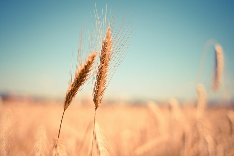 Wheat Mostly Lower into Friday