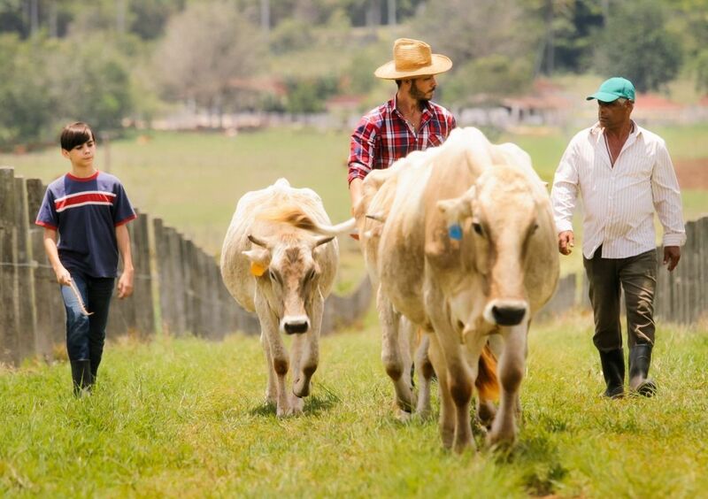 Mixed Midday in Cattle Market