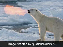 Polar Bears At Risk Of Starvation Due To Longer Ice-Free Arctic Periods