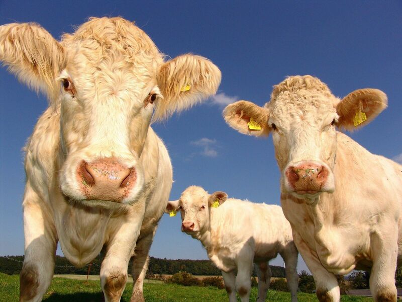 Mixed Close for Cattle Futures