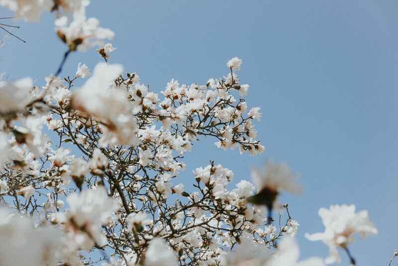 Cotton Market Rallying Through Wednesday