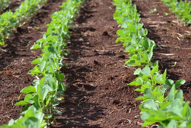 Soybeans Close Off Lows, Still Double Digits Lower on Thursday