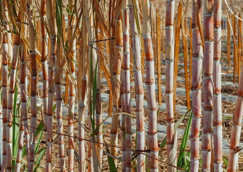 Sugar Prices Rebound on Drier Weather Forecasts for Brazil