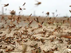 Climate Change Triggering Locust 'Megaswarms', Warns Study