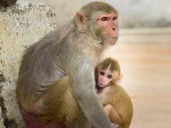 US Firm Plans City Of 30,000 Monkeys For Medical Research, Locals Outraged