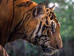 Cambodia Looks To Import Indian Tigers To Revive Its Big Cat Population