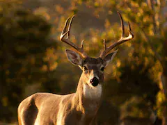 "Zombie Deer Disease" Spreading Fast, Could Evolve To Infect Humans, Says Expert