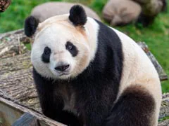 China To Send More Pandas To San Diego Zoo In US