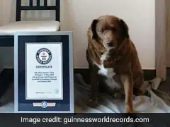 Bobi, The "Oldest Dog Ever", Loses Title After Investigation