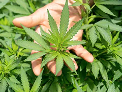 Germany Votes To Legalise Cannabis But There's A Catch