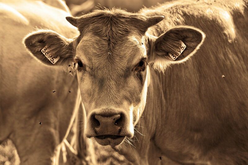 Cattle Rally Triple Digits into Monthly Report