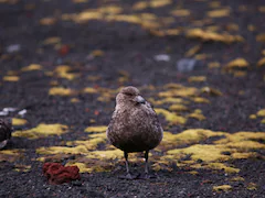 Deadly Bird Flu Reaches Mainland Antarctica For 1st Time: Scientists