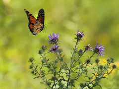 Butterflies "Mimic Each Other" To Avoid Being Eaten. Here's How