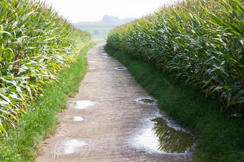 Corn Finished Higher on Tuesday