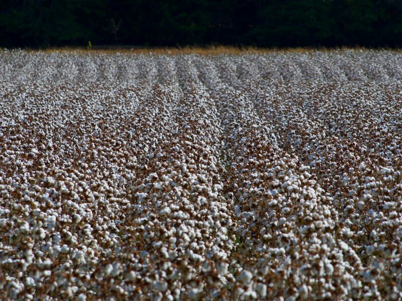 Cotton Dropping on Disappointing Export Sales