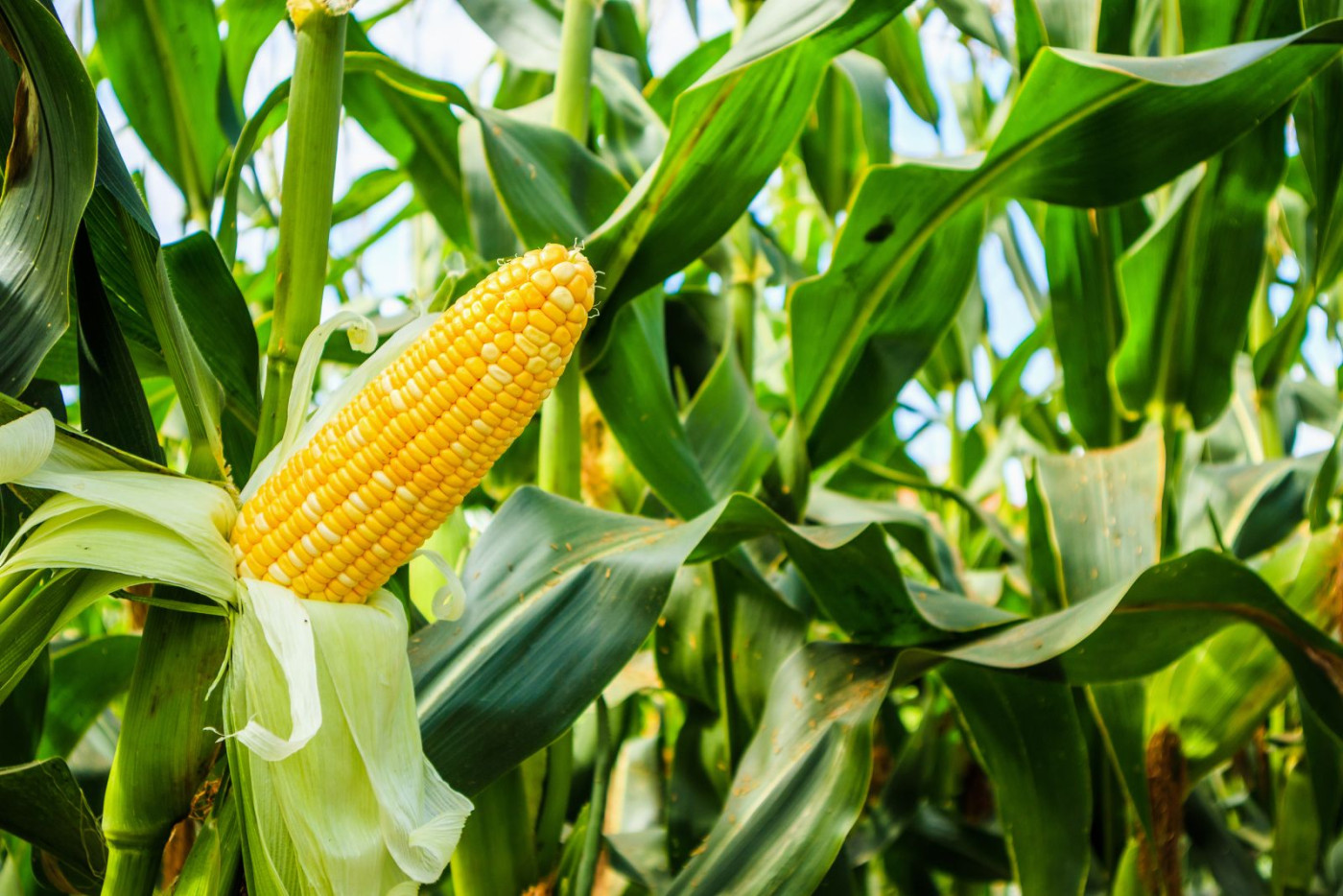 Corn Bounces a Nickel on Wednesday