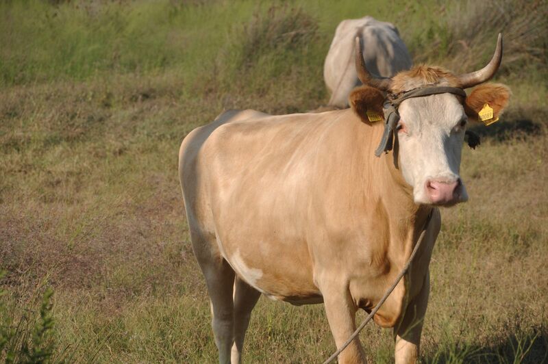 Feeder Cattle Drop on Wednesday