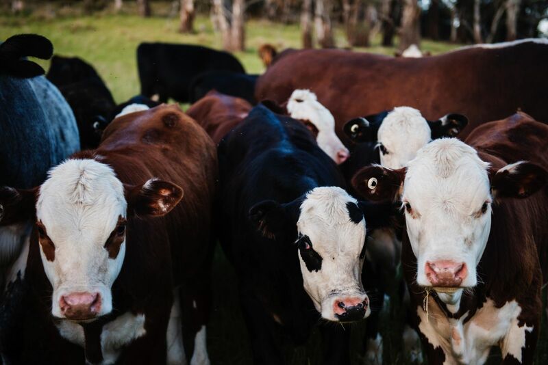 Midday Cattle Working Higher