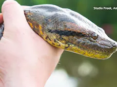 New Species Of Giant Green Anaconda Discovered In Ecuador's Rainforest