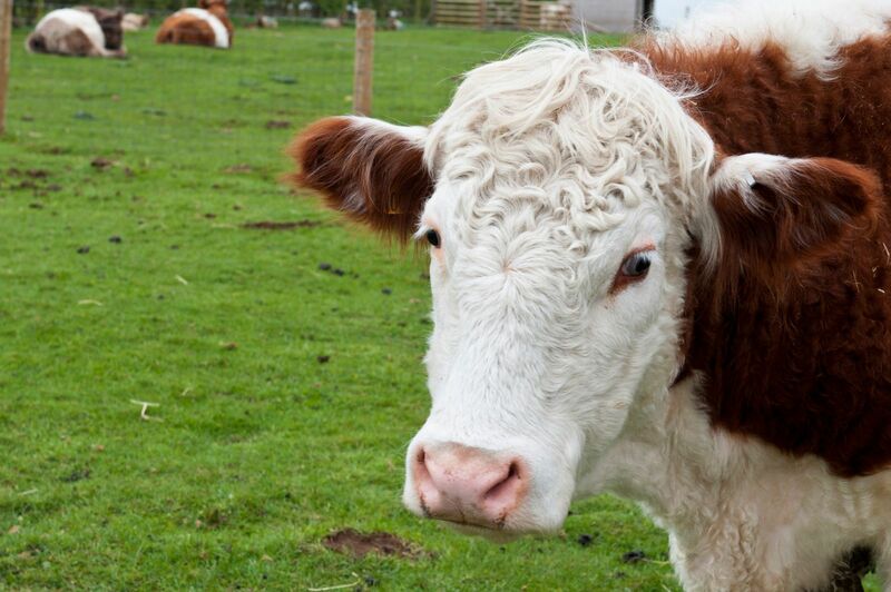 Shootin' the Bull about squeezing the cattle feeder