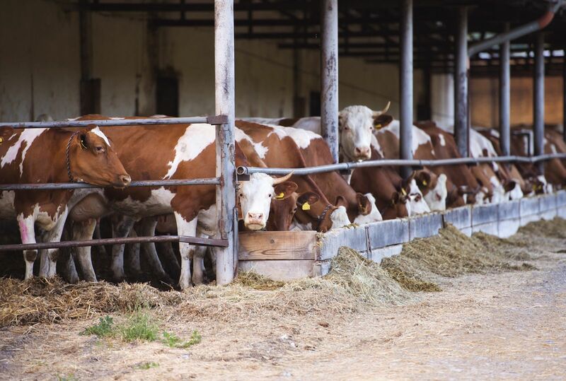 Cattle Dropping on Grain Rally