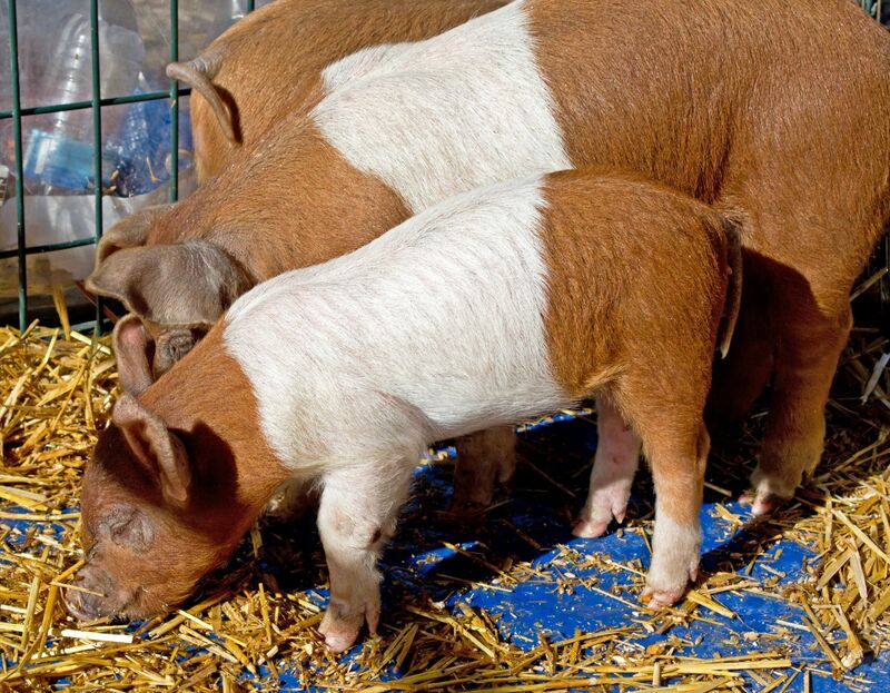 Hogs Gaining after Export Sales