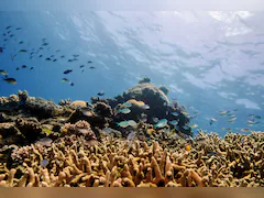 Australia's Great Barrier Reef In Grip Of 'Mass Bleaching Event'